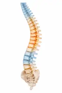 Colonna vertebrale